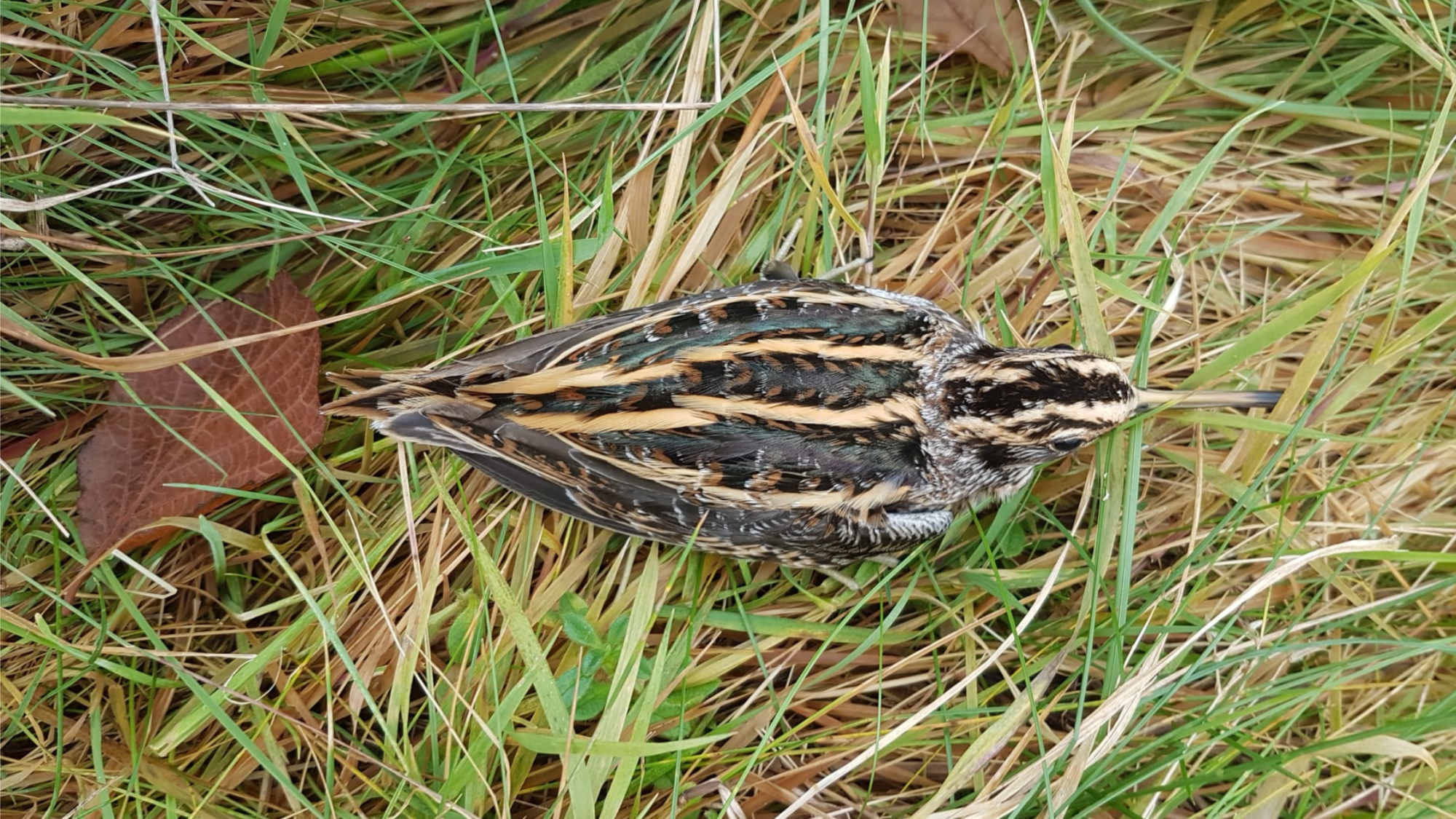 A Jacksnipe sitting camouflaged in the grass