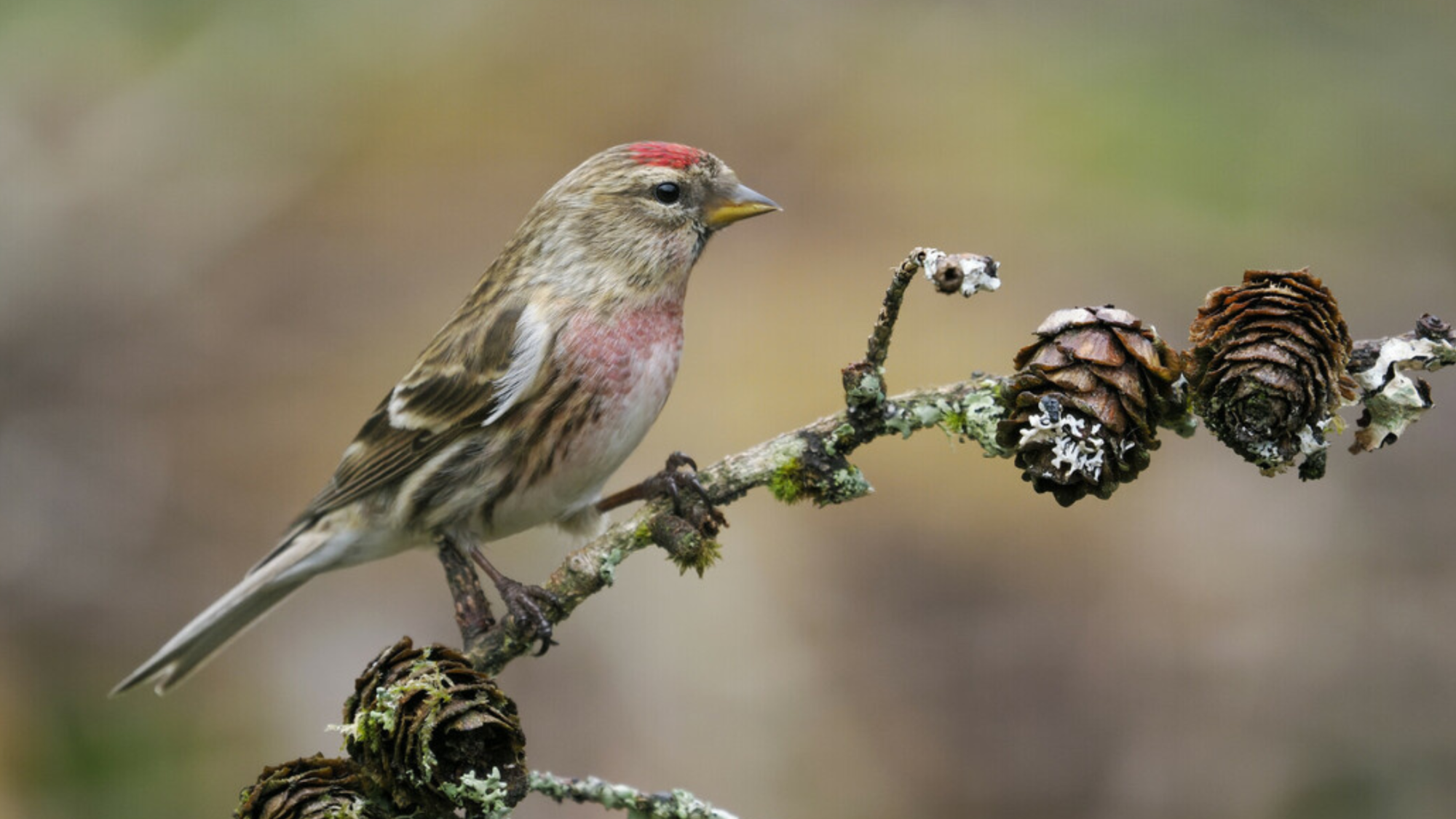 A lesser redpoll on a branch