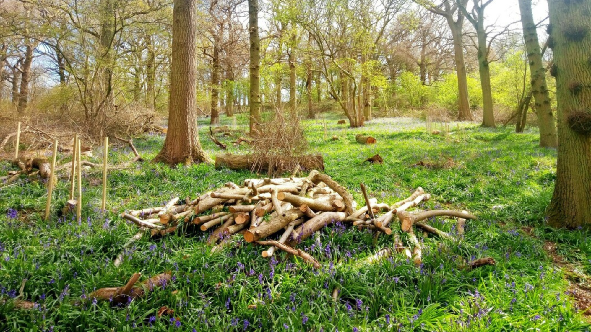A stack of deadwood piled up in the lovely setting of the semi ancient woodland of Alne Wood on a spring morning