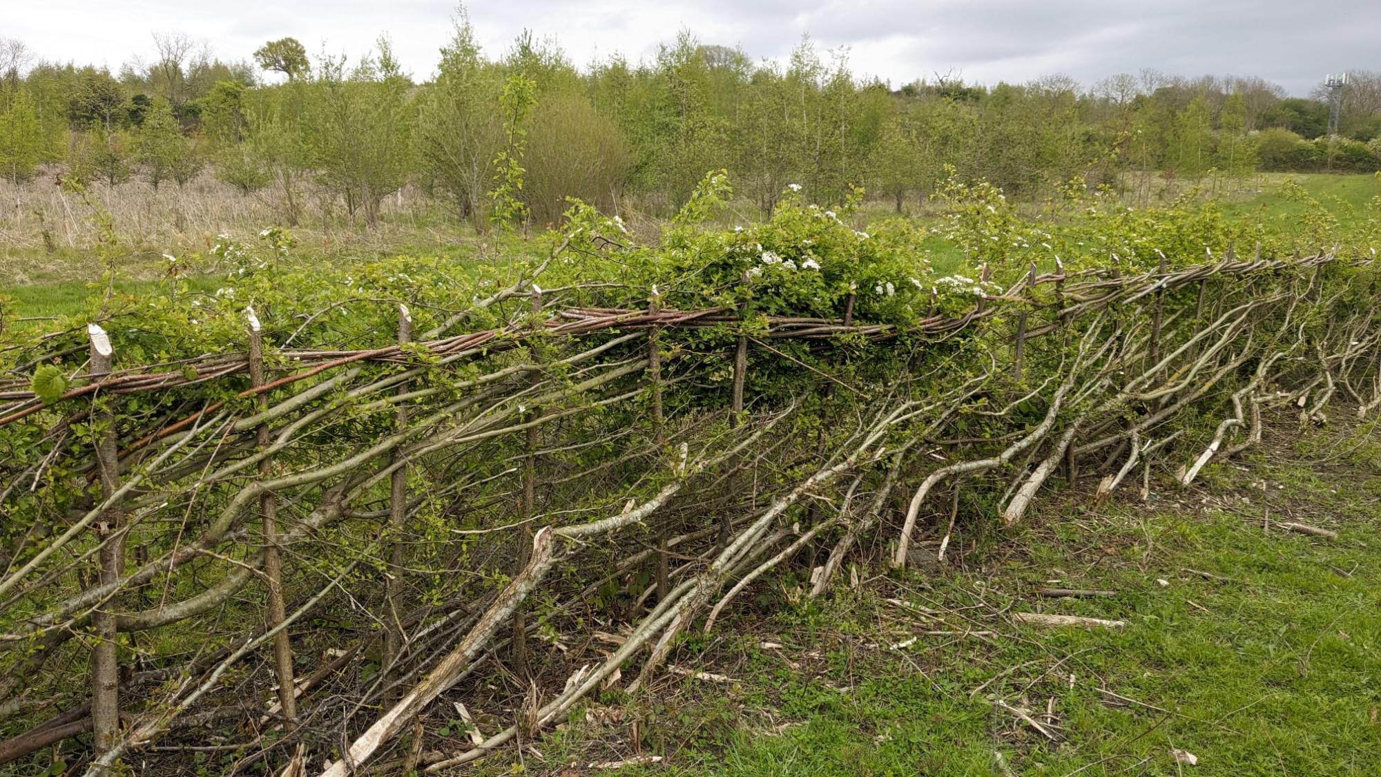A hedge that has been laid by the Forestry team with new growth