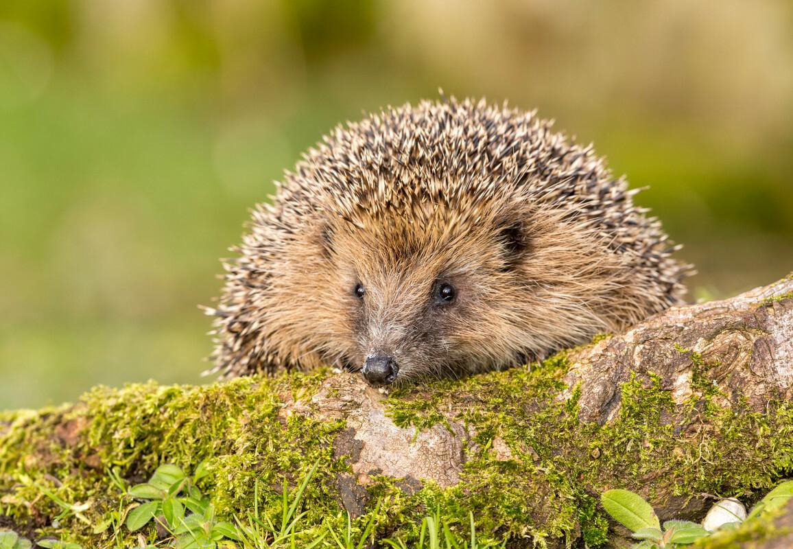 A hedgehog on a tree root