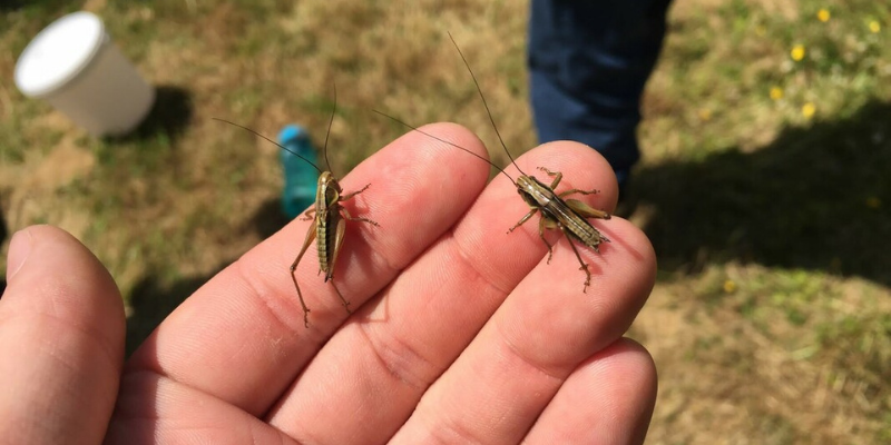 A male hand holding crickets