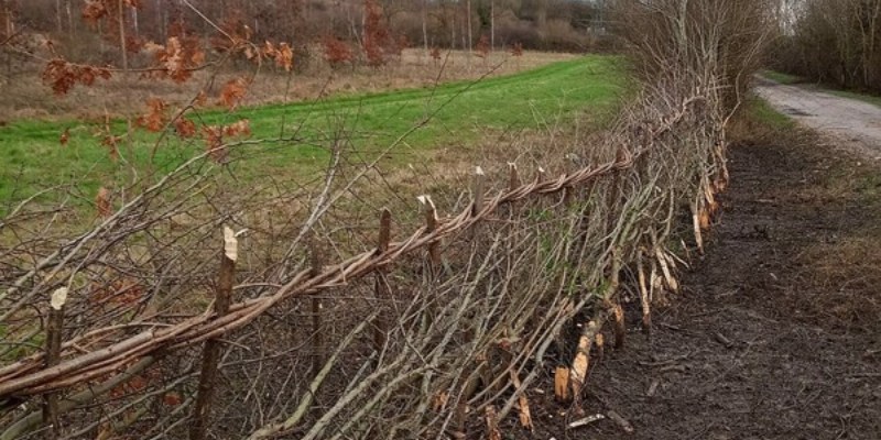 A newly laid hedgerow - a new skill learnt by our Dorsington Forestry team