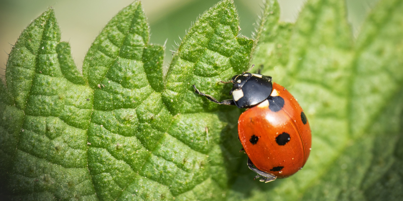 Ladybird on a green leaf