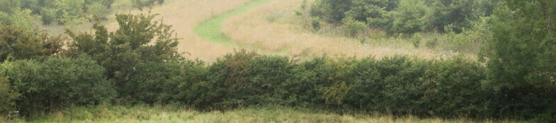 A fully established hedgerow in Middle Spernal