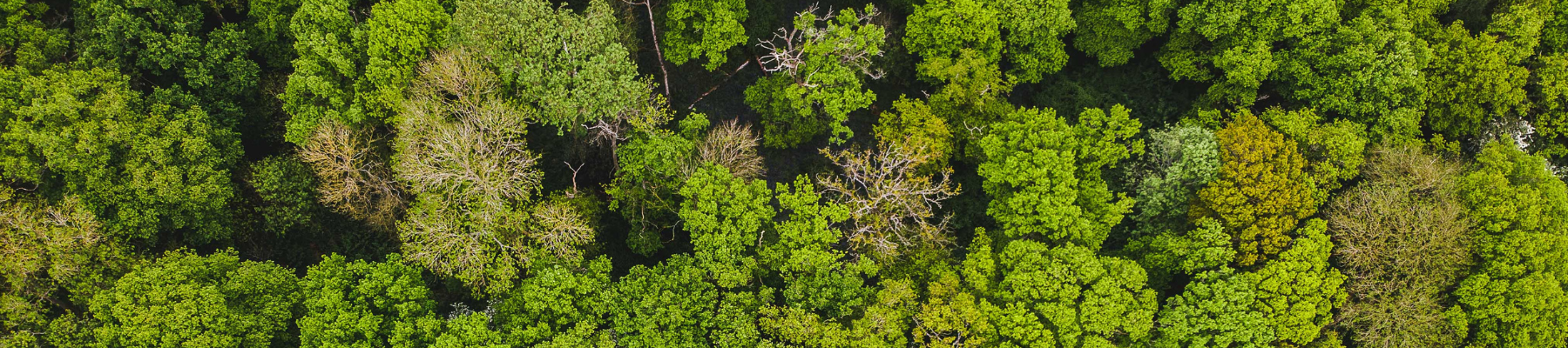 A birds eye view of the canopy of green trees in the Forest
