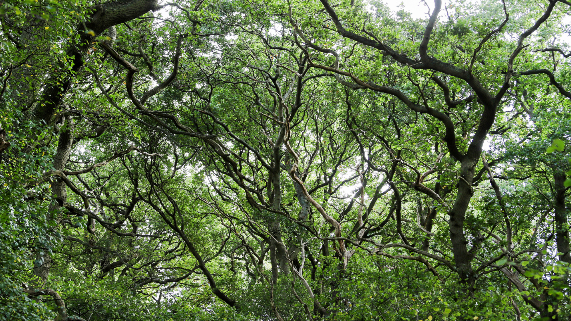 Mature twisty trees of the magical Alne wood