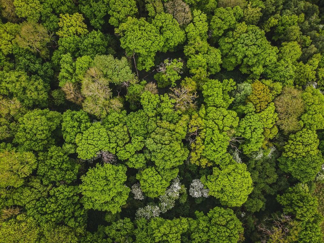 A view looking down onto the green tops of trees