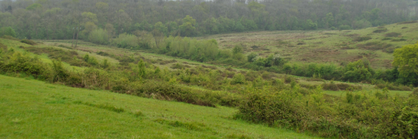 The grasslands, shrubs and brambles of Sheriffs Lench