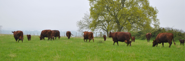 A herd of redpoll cattle grazing the land at Sheriffs Lench