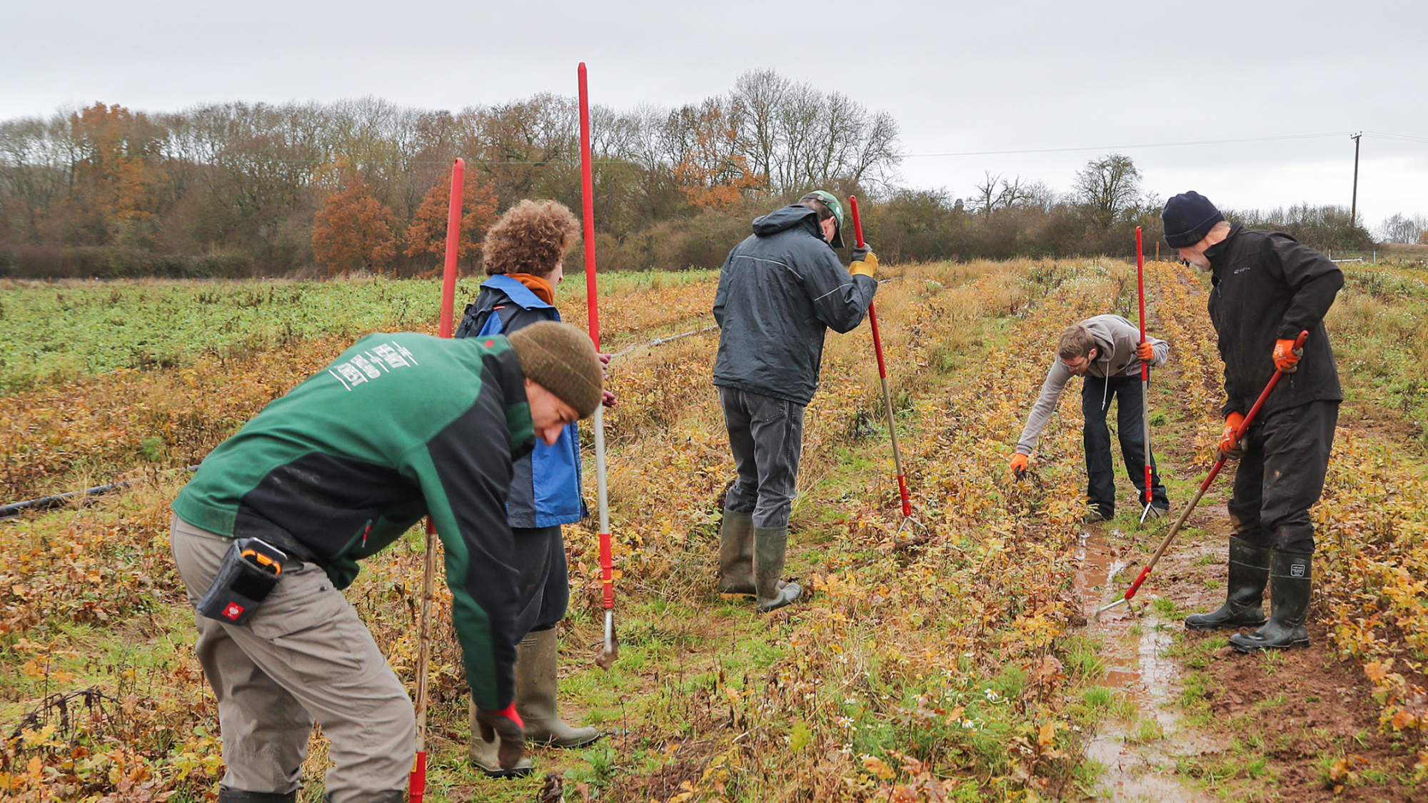 A group of volunteers weeding in the tree nursery with a member of staff in the early wet months of spring