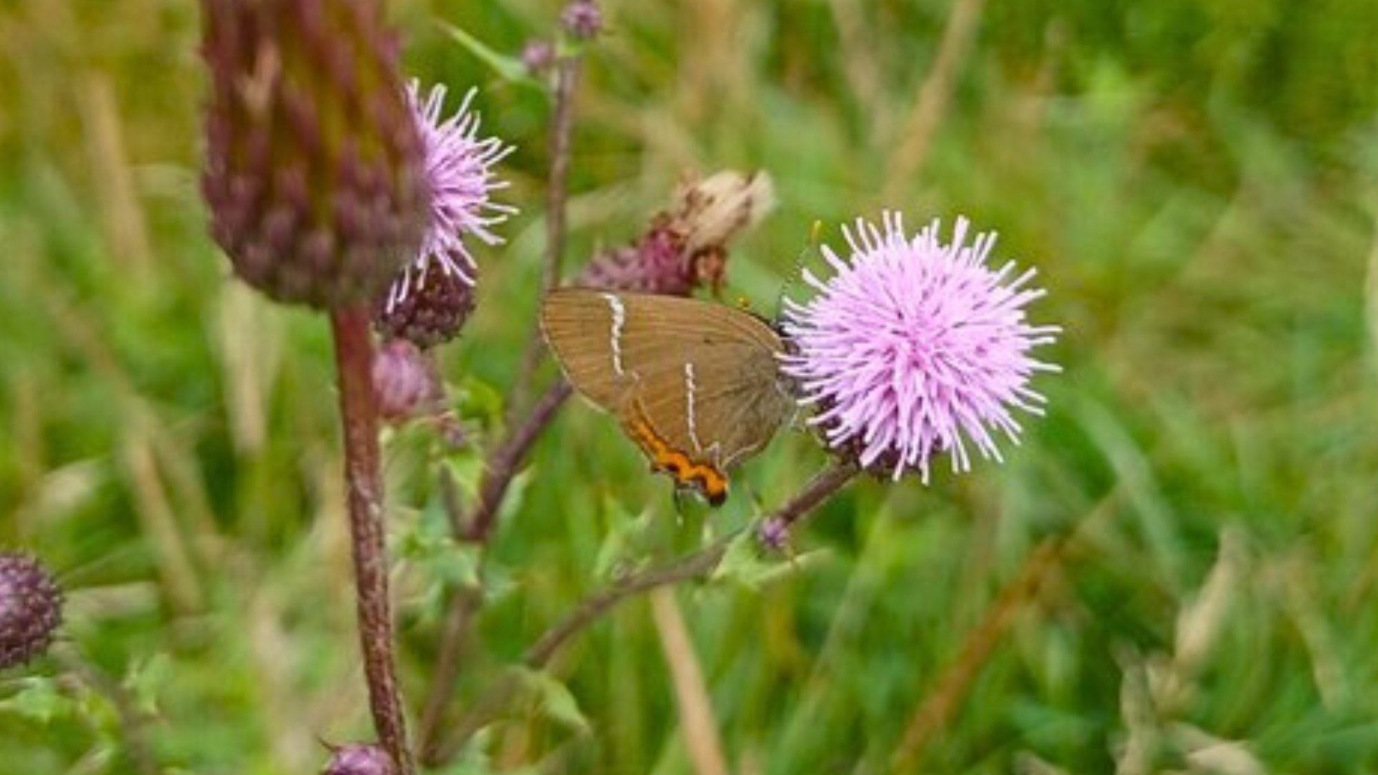 A white-letter hairstreak butterfly on a purple flower