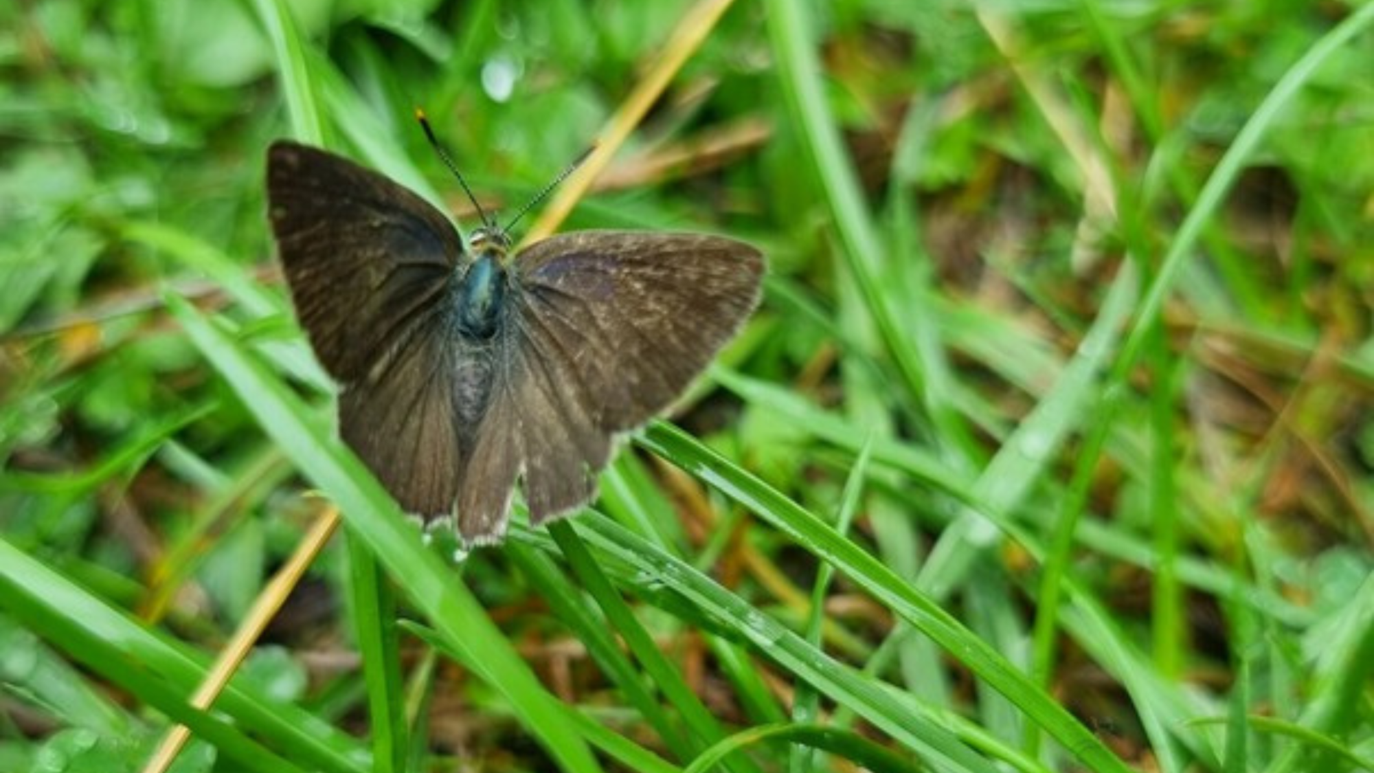 An old purple hairstreak butterfly on a blade of grass