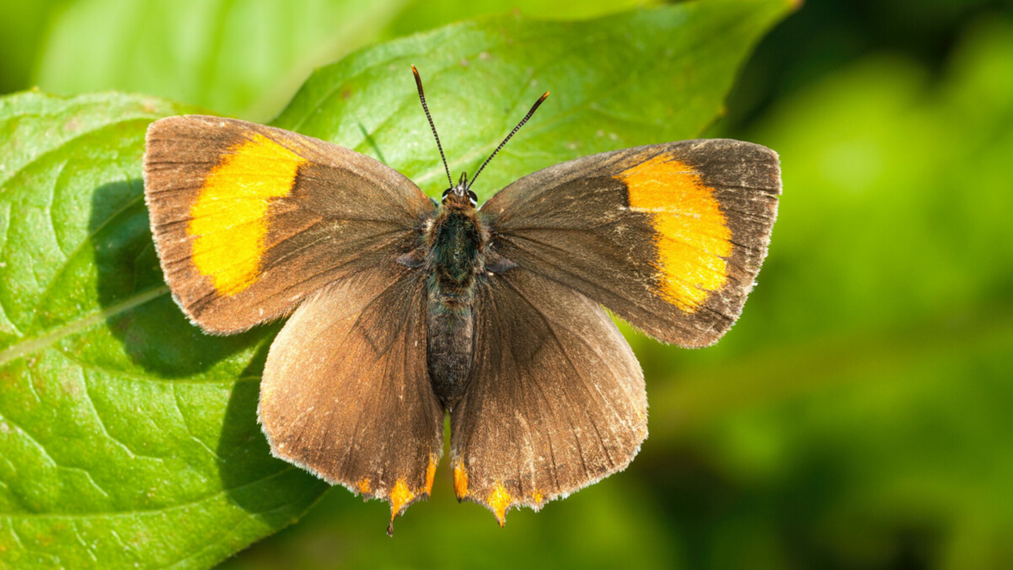 A brown hairstreak butterfly basking in the sun with its wings open