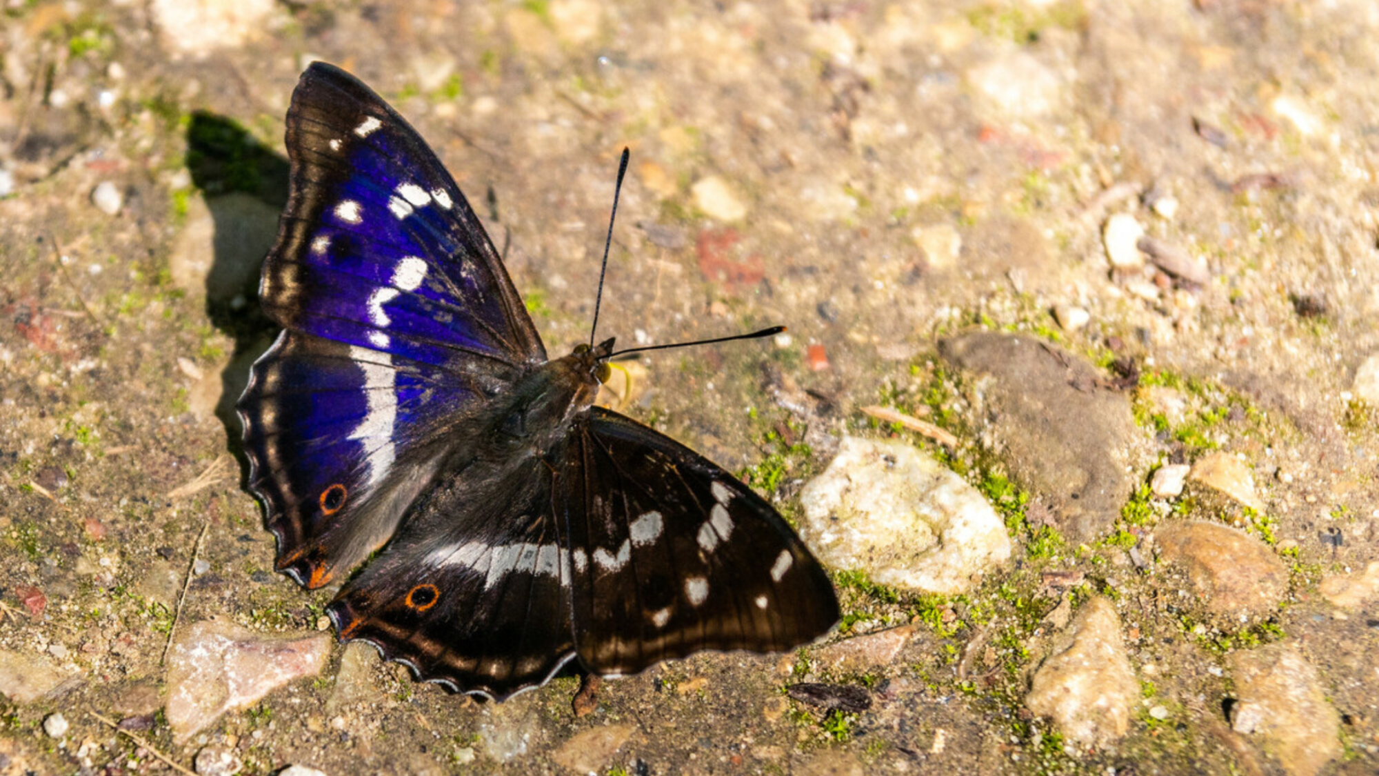 A purple emperor butterfly resting on the ground with its wings open