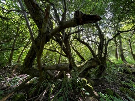 A sprawling ancient hawthorn tree