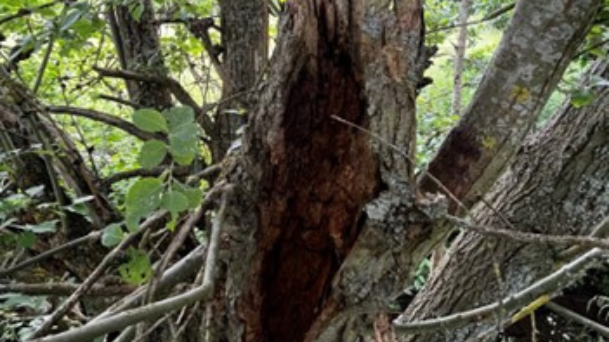 A bay willow - the splintering at the top of this wound is characteristic of stem failure wounds.