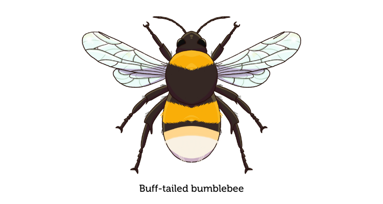 An illustration of a buff-tailed bumblebee