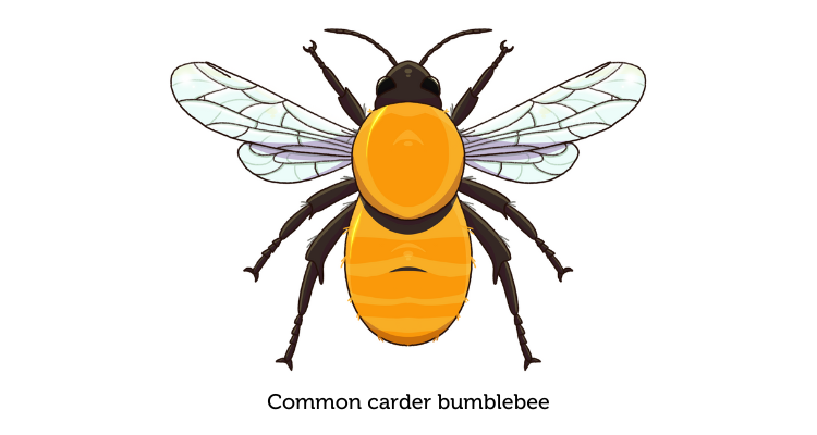 An illustration of a common carder bumblebee