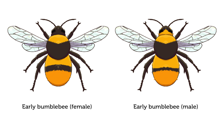 An illustration of a female and male early bumblebee placed side by side