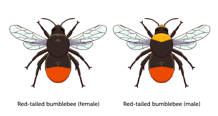 An illustration of a female and male red-tailed bumblebee placed side by side