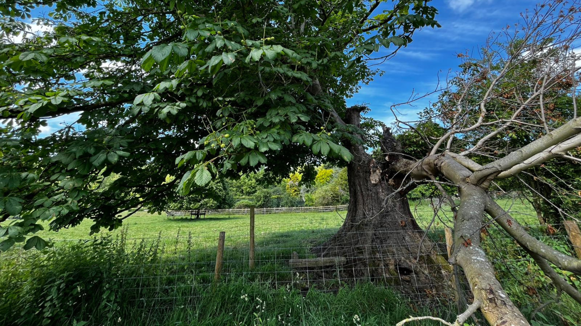 This horse chestnut that has lost most of its trunk and crown