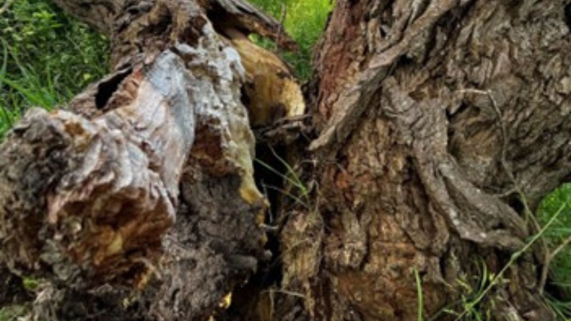 The basal union of this bay willow has split and torn apart