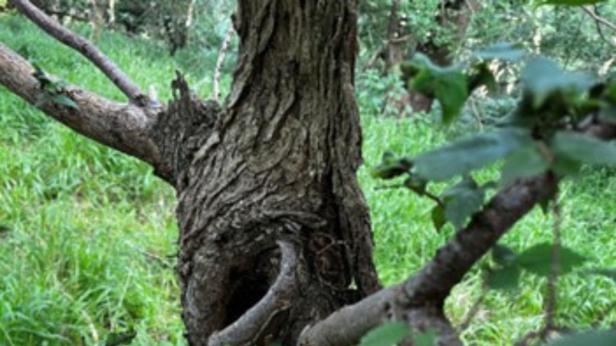 This veteran elm has lost the vast majority of its stem