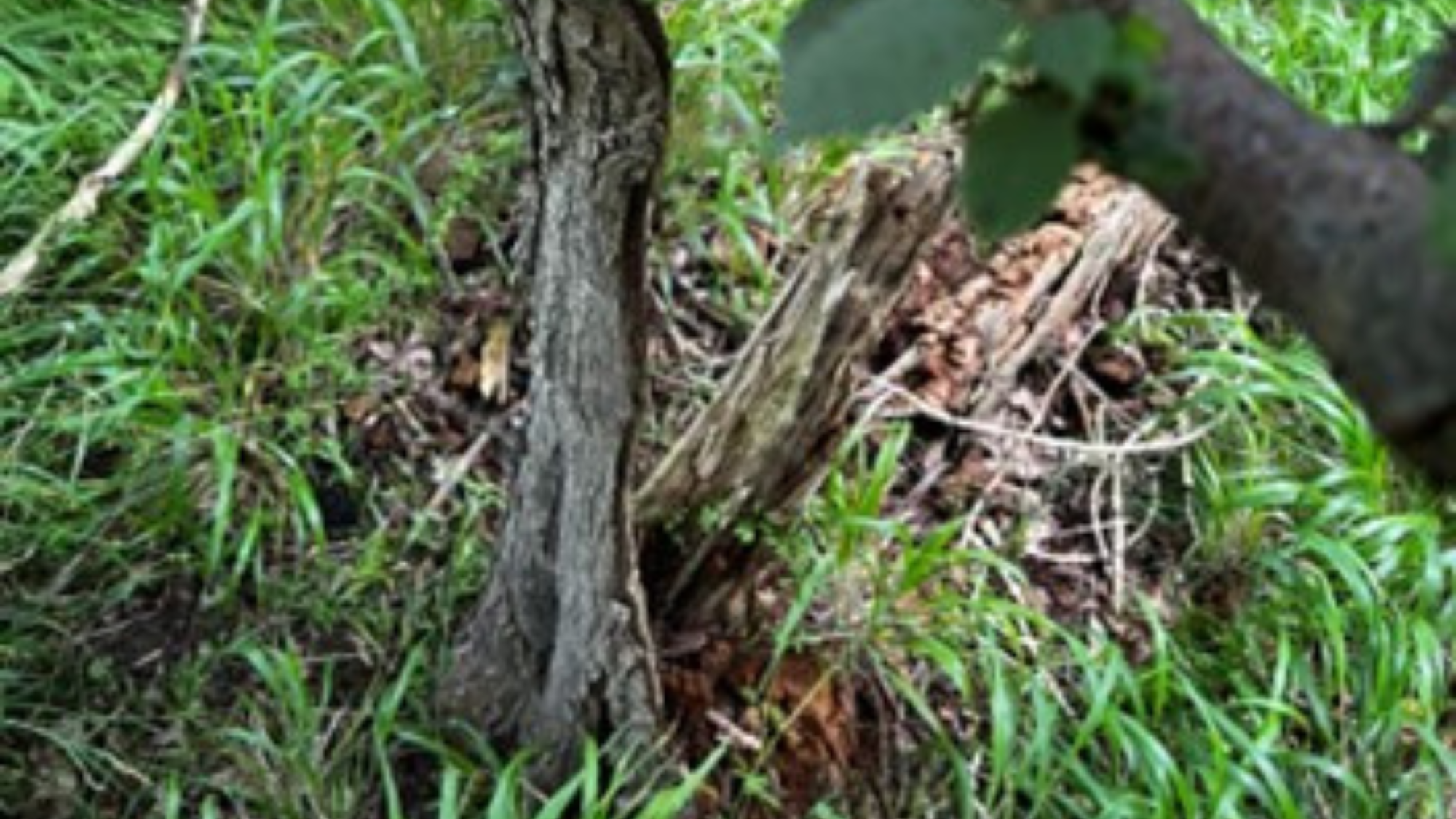 This veteran elm has lost the vast majority of its stem 