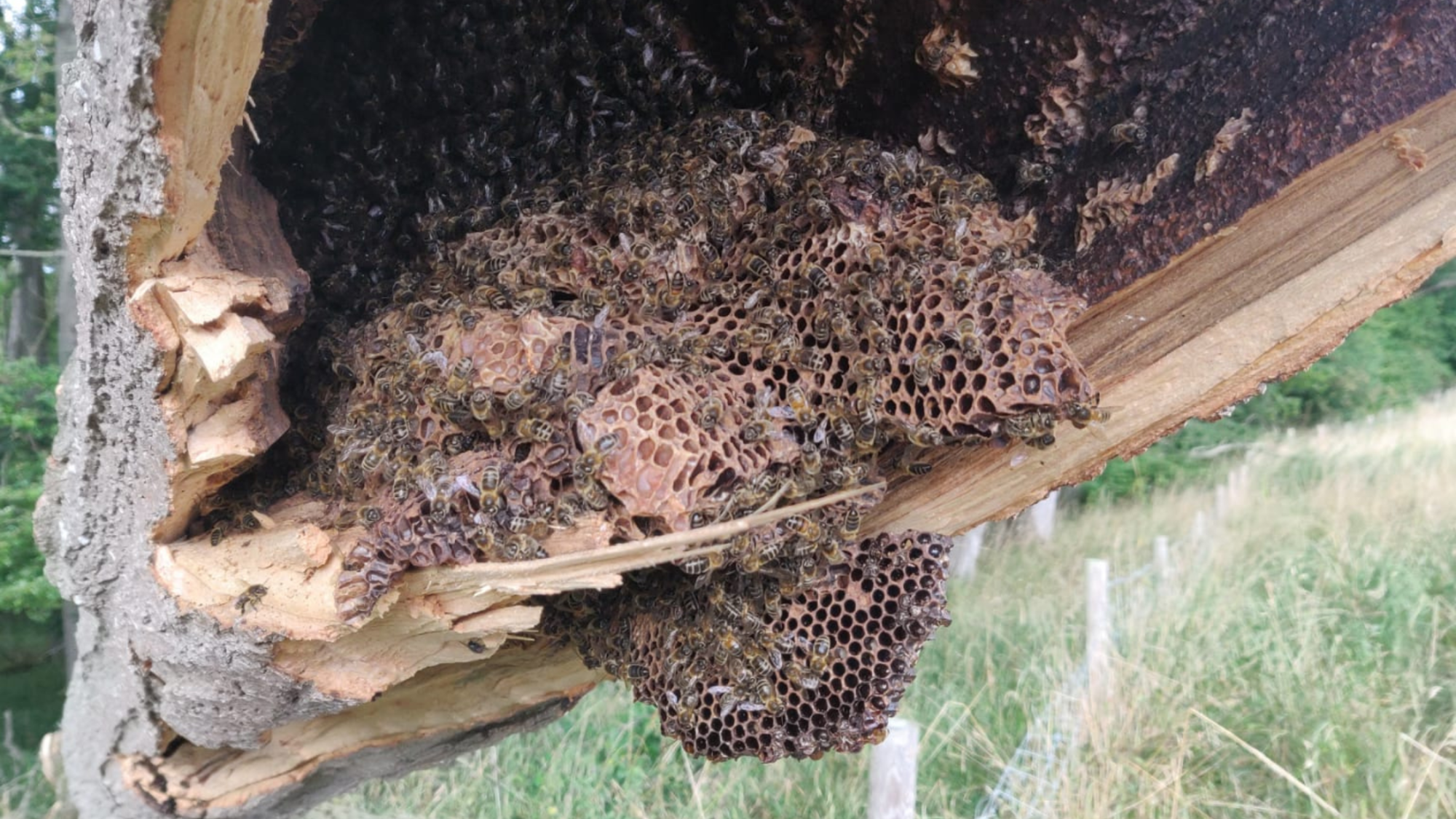 a wild honeybee hive established in the hollow stem of a veteran ash (Fraxinus excelsior).