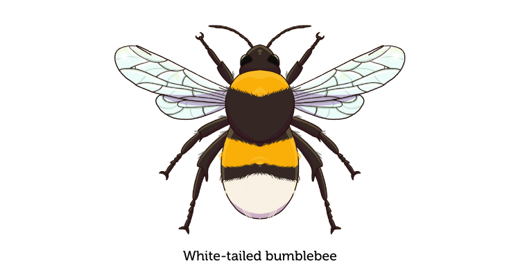 An illustration of a white-tailed bumblebee