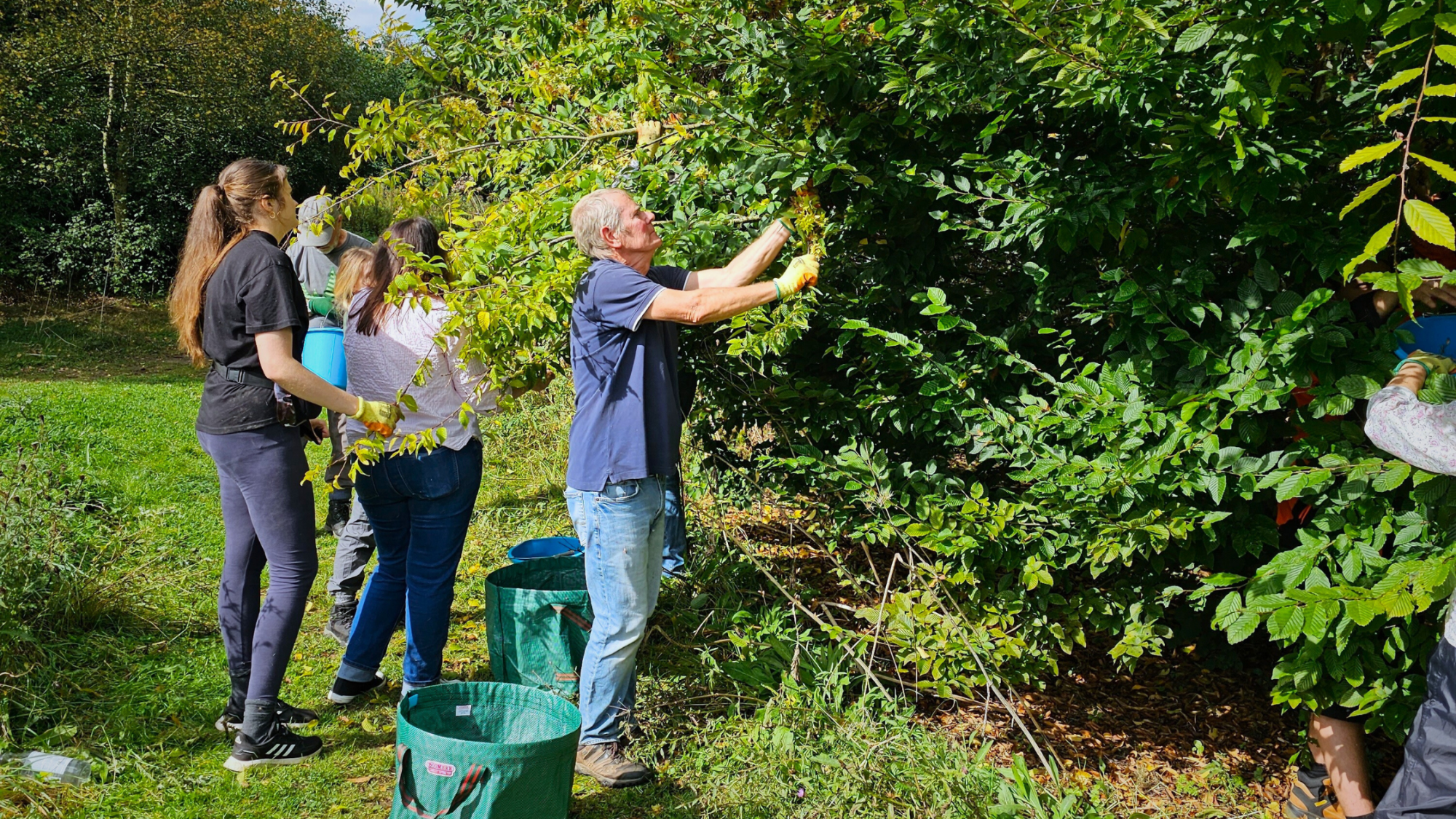 Volunteers collecting seeds on a late summers day to assist the tree nursey team