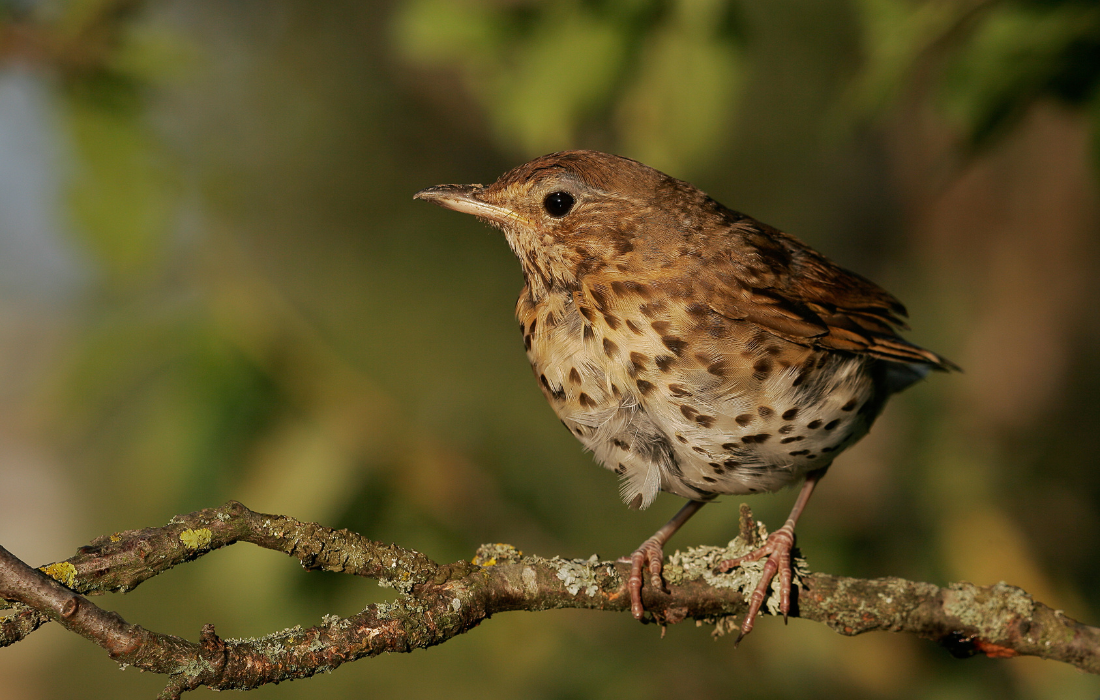 A song thrush sitting in a tree - shutterstock image