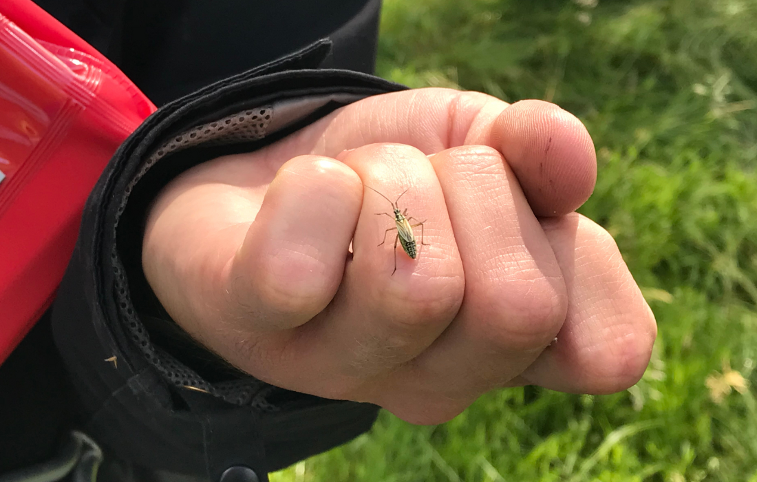 Beetles survey - Meadow plant bug on Biodiversity Officer, Sam's hand