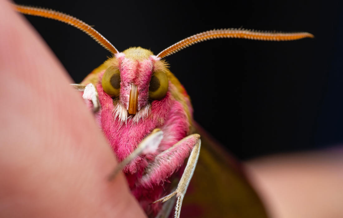 Photo credit: Lee Frost Macro image of an elephant hawk moth