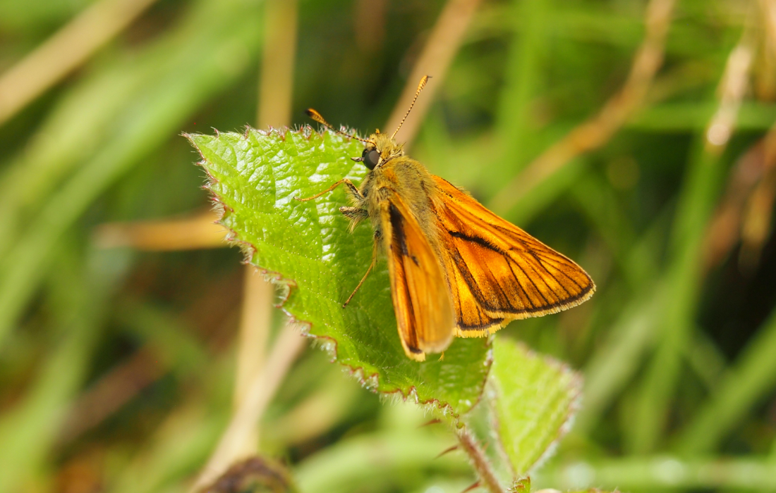 Essex Skipper on the butterfly survey at Gorcott Hill. BioBlitz 2024