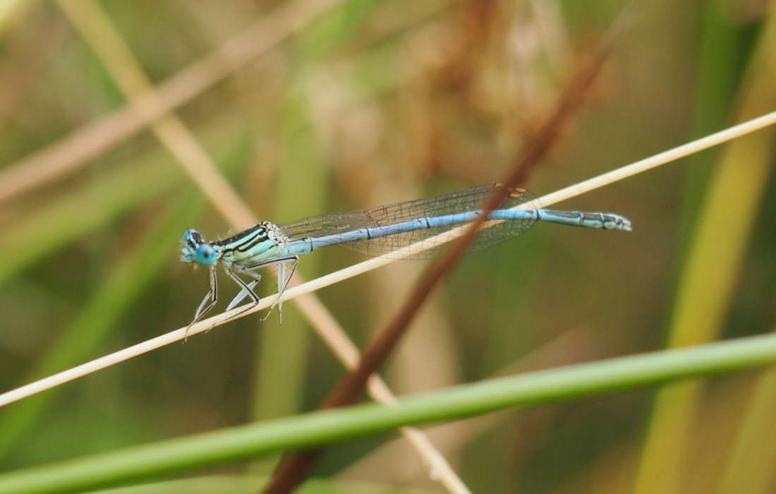 A common blue damselfly