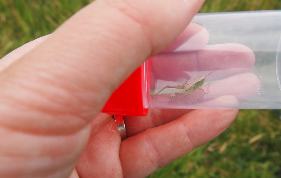 A grasshopper in a viewing tube during BioBlitz