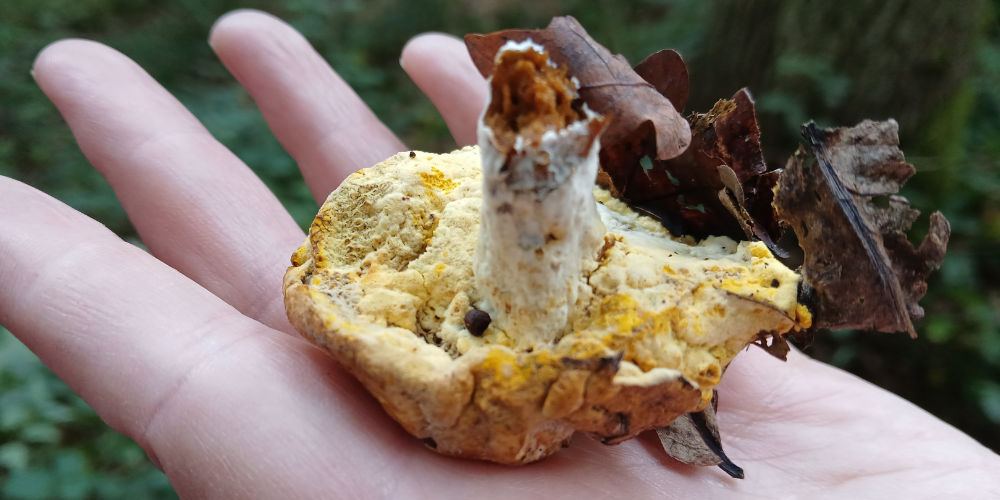 Boletus eater fungi (Hypomyces chrysospermus) growing on bolate