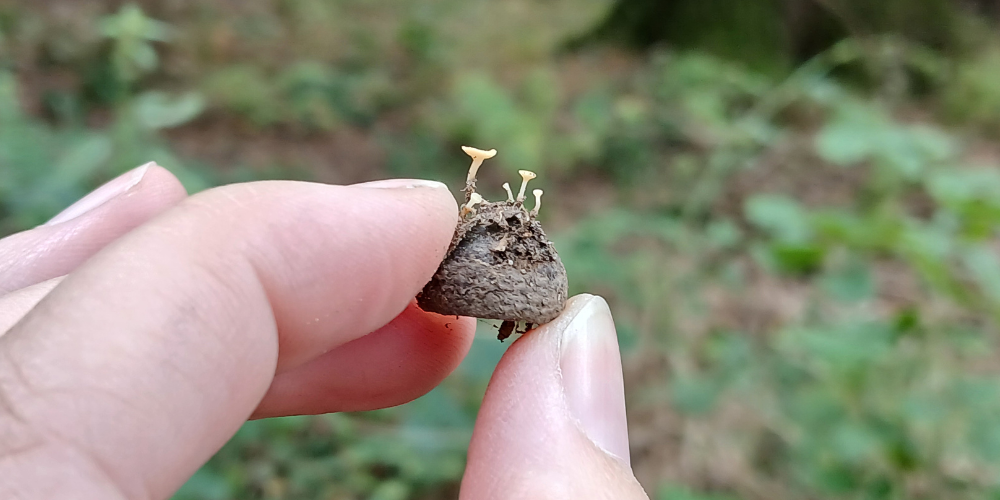 Nut disco (Hymenoscyphus frutigenus) growing on an acorn capule