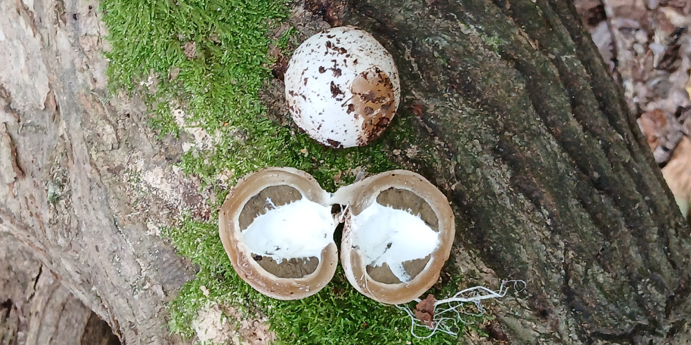 A cut-up witch's egg next to a whole one - the witch's egg is an infant version of stinkhorn (Phallus impudicus)