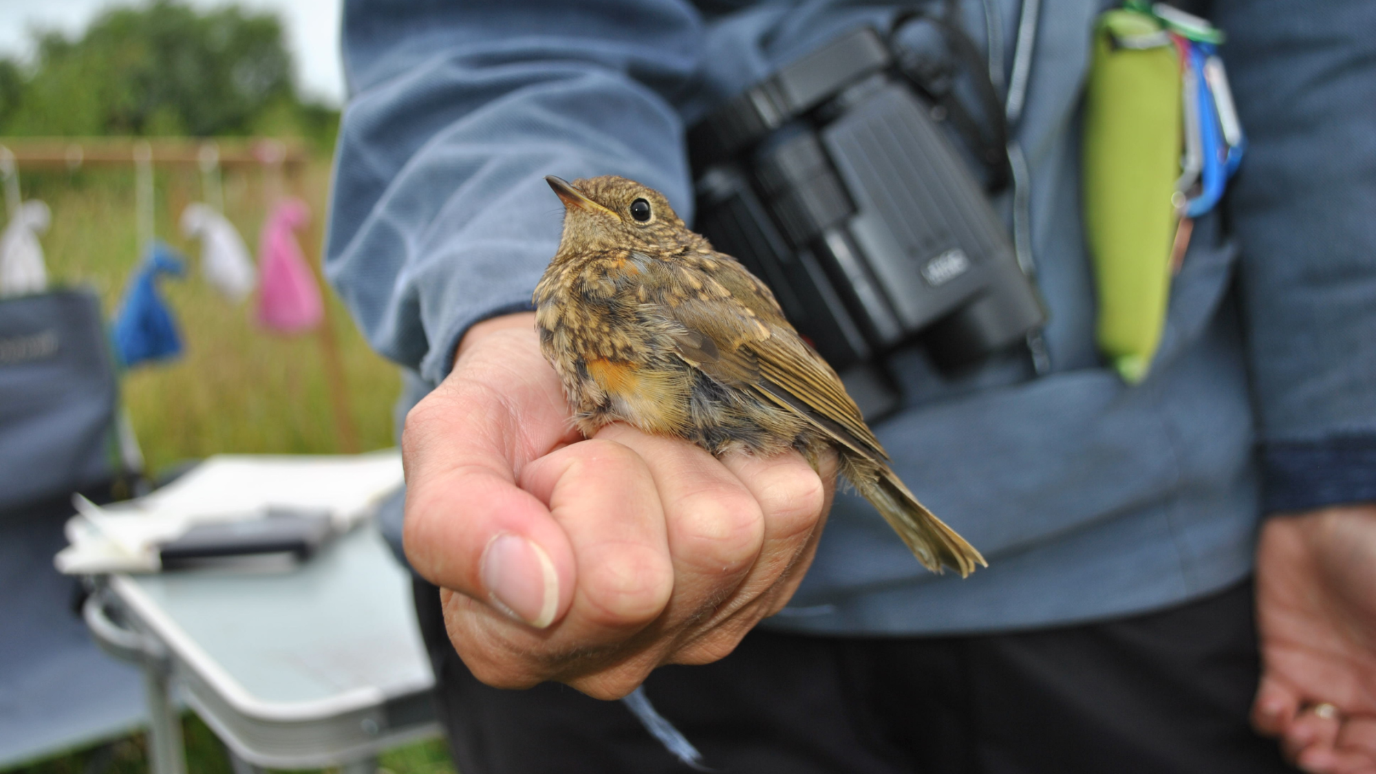 A juvenile robin being handled by a registered and licenced bird ringer from the Redditch Ringing Group