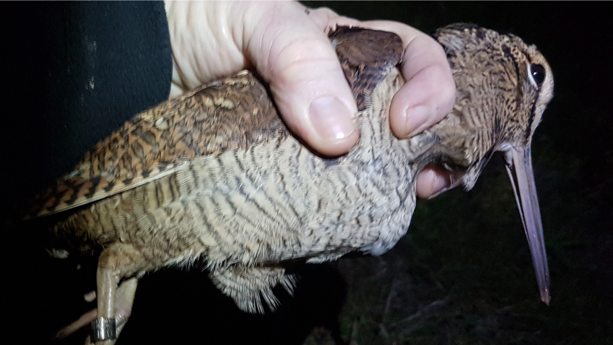 A woodcock that has been ringed at night