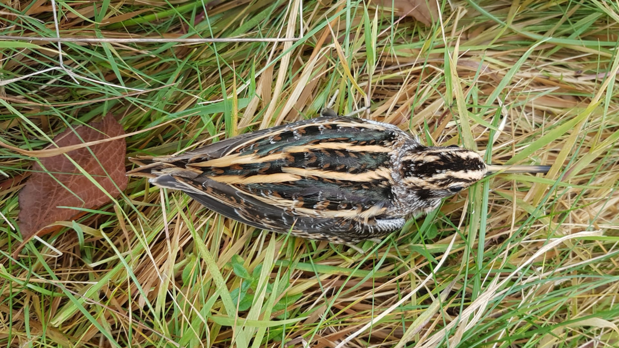 A snipe hiding in the grass, with its camouflaged plumage