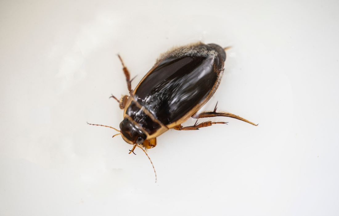 blog image - Dysticus marginalis male swimming in a pond at Gorcott Hill - Taken by aquatic invert expert Will Watson