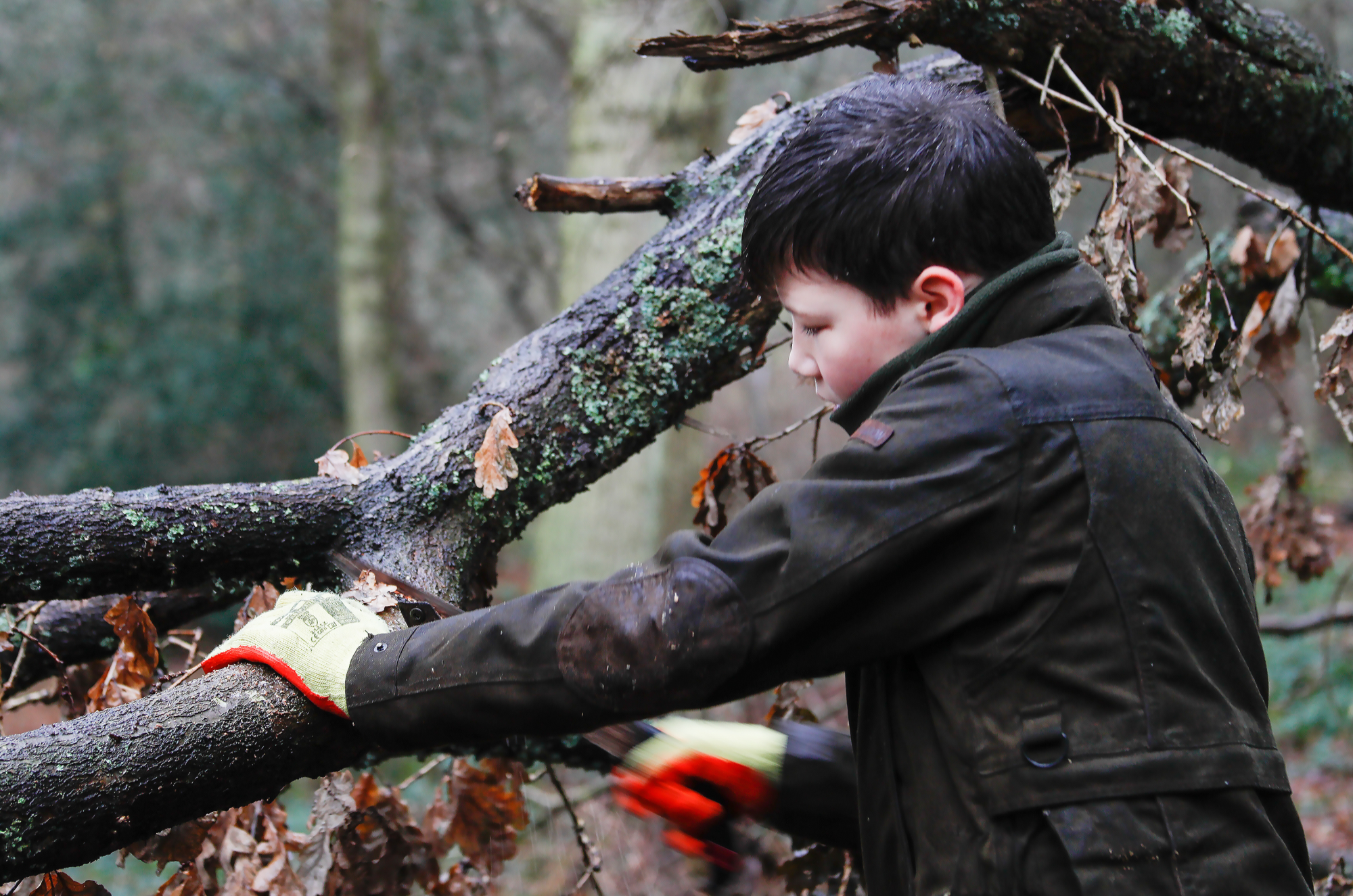 A young foresters sawing a fallen tree branch