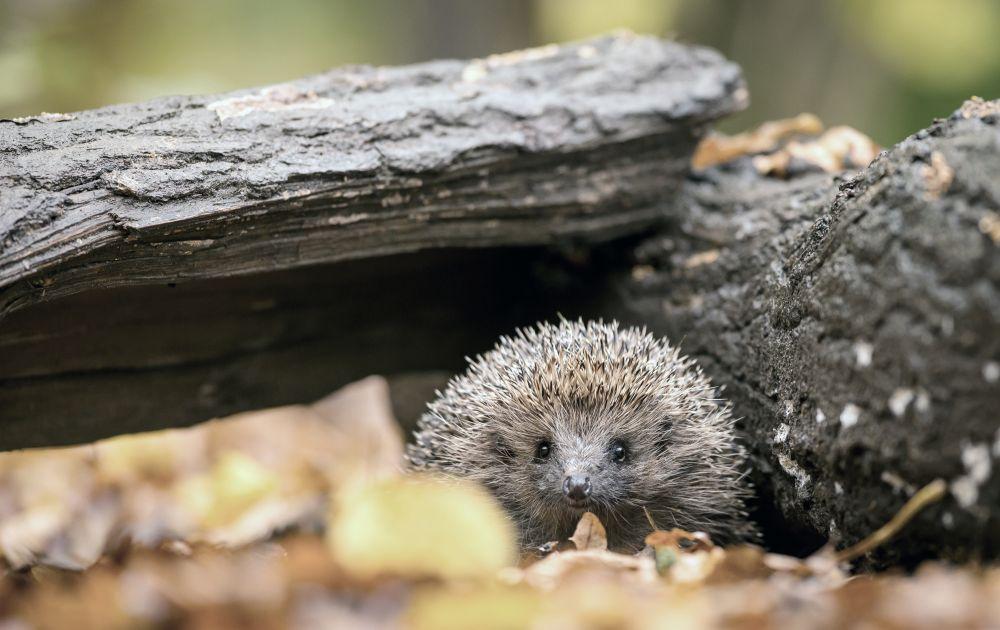 A hedgehog emerging from underneath some deadwood amongst leaves on the forest floor