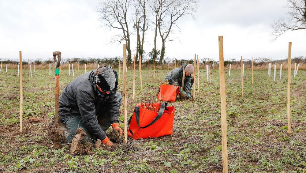 Two members of the forestry team crouching down planting tree saplings in a field surrounded by wooden stakes