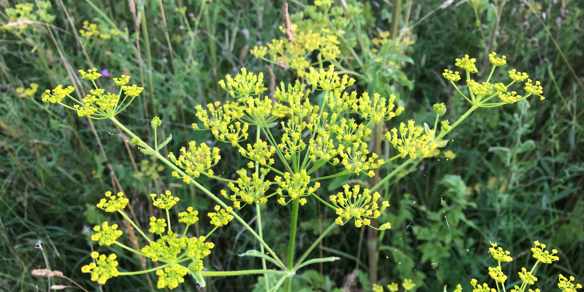 A close up yellow-flowering umbel of wild parsnip in summer