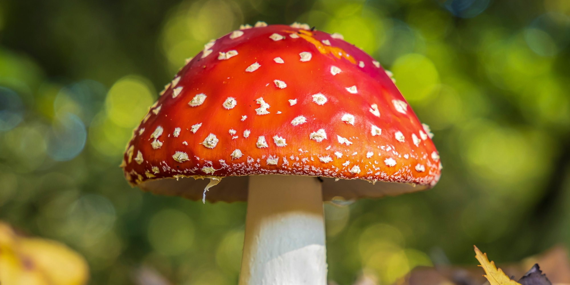 A close up of the classic fly agaric with its distinctive red cap and white spots